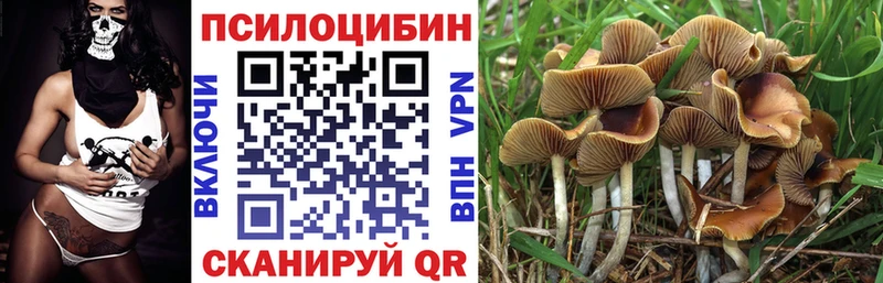 Псилоцибиновые грибы Psilocybe  хочу   Гатчина 