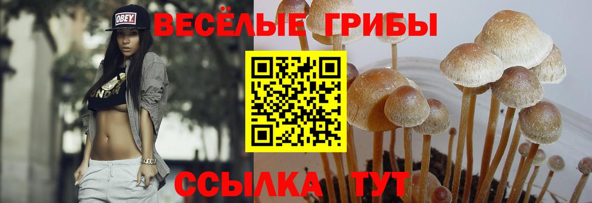 Псилоцибиновые грибы Cubensis  Вход с VPN  Псилоцибиновые грибы MAGIC MUSHROOMS  Гатчина 